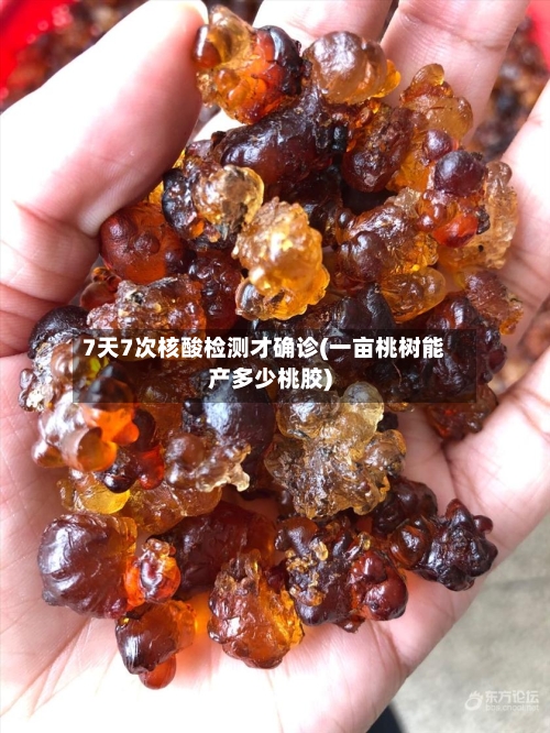 7天7次核酸检测才确诊(一亩桃树能产多少桃胶)