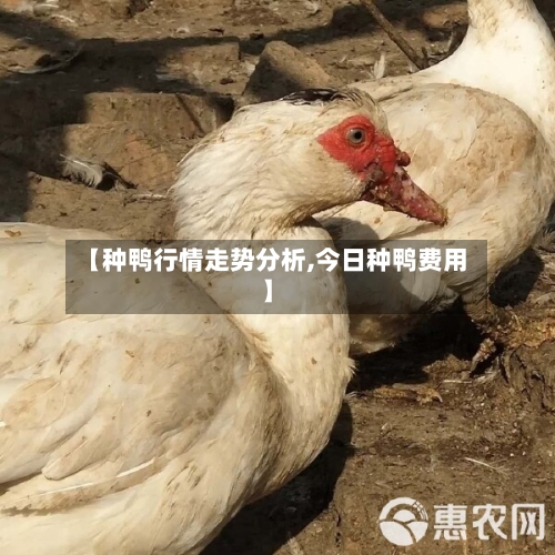 【种鸭行情走势分析,今日种鸭费用】