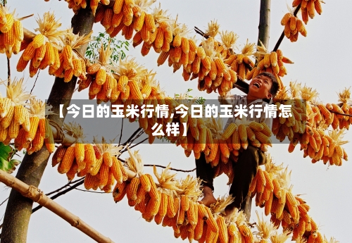 【今日的玉米行情,今日的玉米行情怎么样】-第2张图片