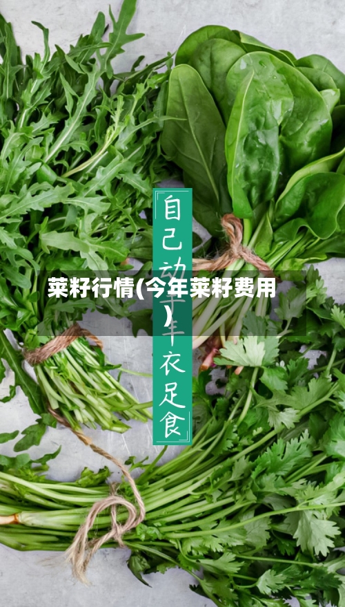莱籽行情(今年莱籽费用)