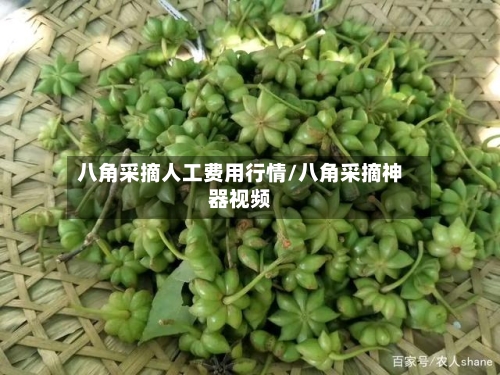 八角采摘人工费用行情/八角采摘神器视频