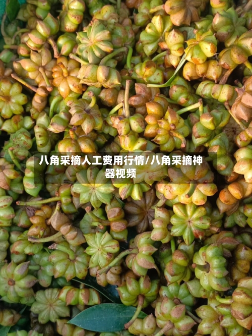 八角采摘人工费用行情/八角采摘神器视频-第3张图片