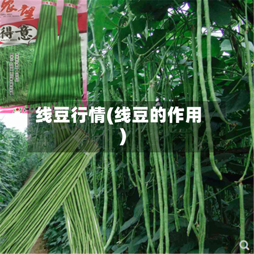 线豆行情(线豆的作用)