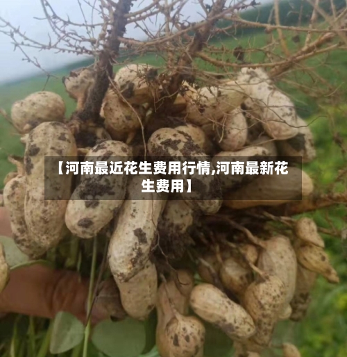 【河南最近花生费用行情,河南最新花生费用】-第3张图片
