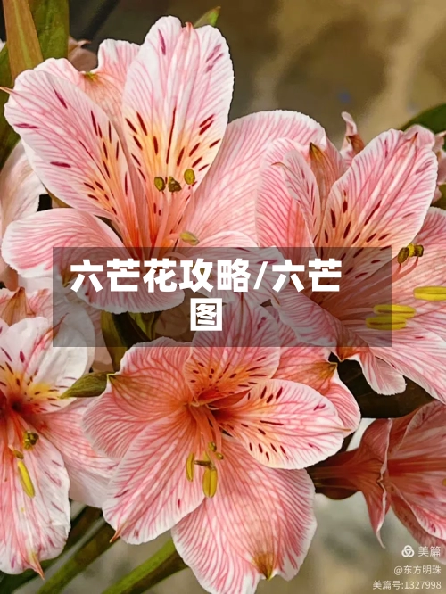 六芒花攻略/六芒图