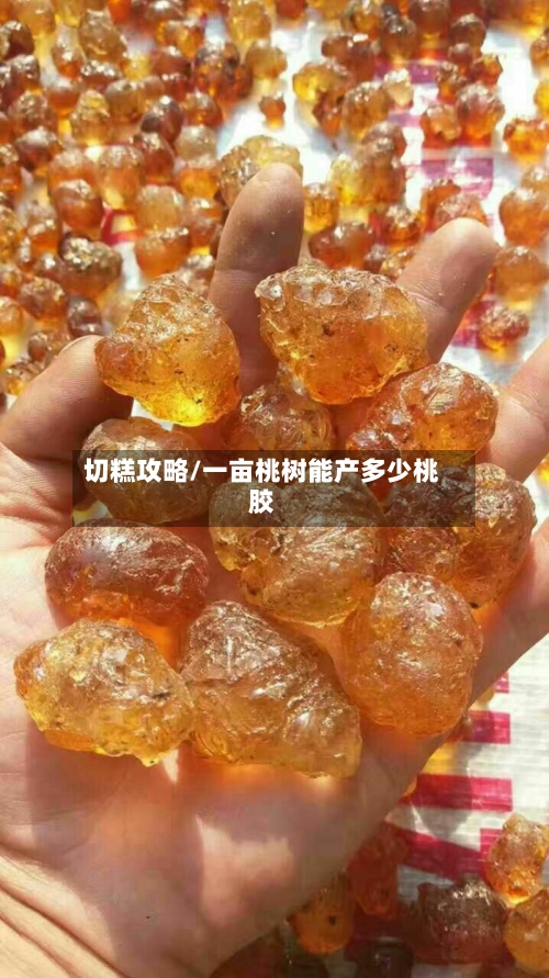 切糕攻略/一亩桃树能产多少桃胶