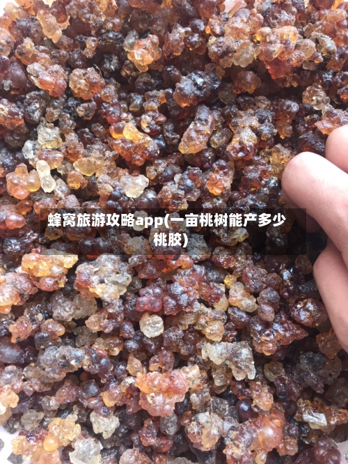 蜂窝旅游攻略app(一亩桃树能产多少桃胶)