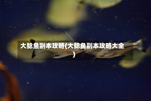 大鲶鱼副本攻略(大鲶鱼副本攻略大全)