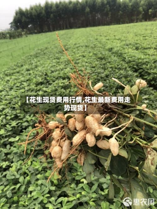 【花生现货费用行情,花生最新费用走势现货】-第3张图片