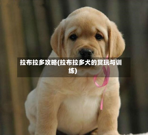 拉布拉多攻略(拉布拉多犬的赏玩与训练)-第2张图片