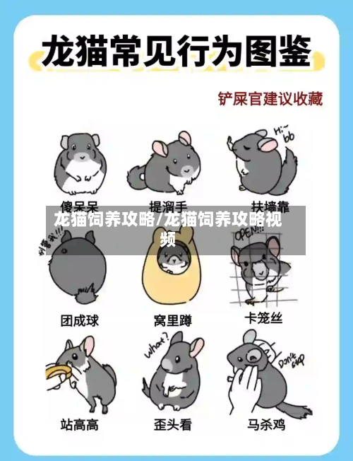 龙猫饲养攻略/龙猫饲养攻略视频-第3张图片