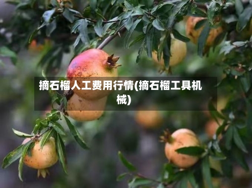 摘石榴人工费用行情(摘石榴工具机械)-第2张图片