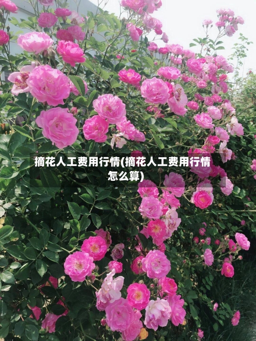 摘花人工费用行情(摘花人工费用行情怎么算)