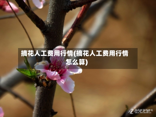 摘花人工费用行情(摘花人工费用行情怎么算)-第2张图片