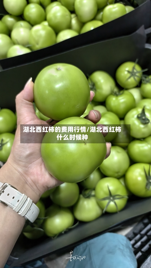 湖北西红柿的费用行情/湖北西红柿什么时候种