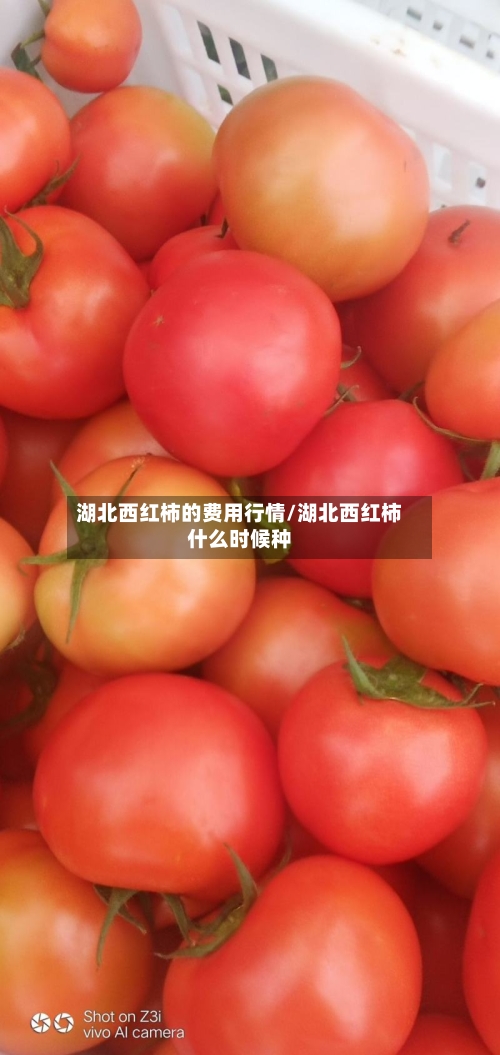 湖北西红柿的费用行情/湖北西红柿什么时候种-第2张图片