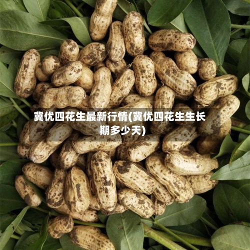 冀优四花生最新行情(冀优四花生生长期多少天)