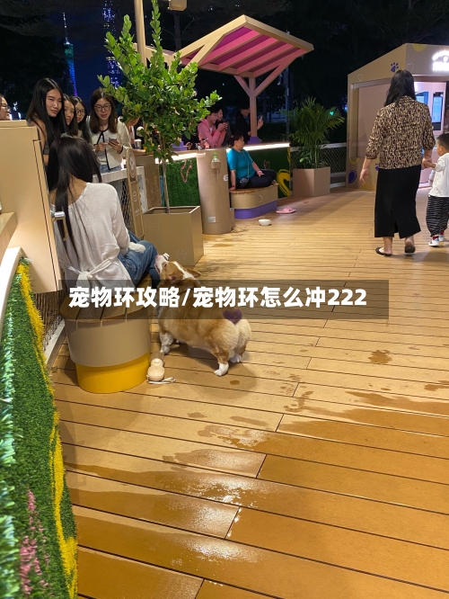 宠物环攻略/宠物环怎么冲222