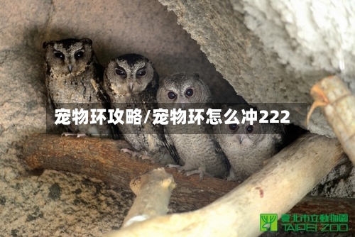 宠物环攻略/宠物环怎么冲222-第3张图片