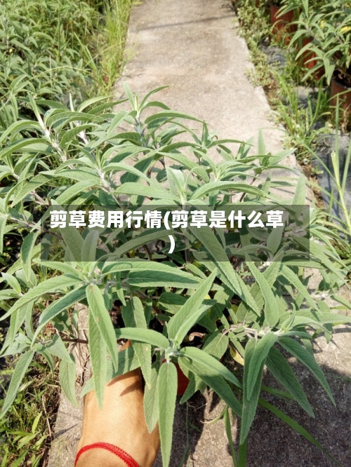 剪草费用行情(剪草是什么草)-第2张图片