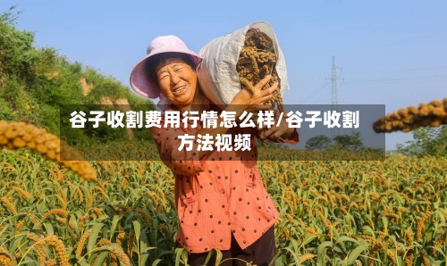 谷子收割费用行情怎么样/谷子收割方法视频-第2张图片