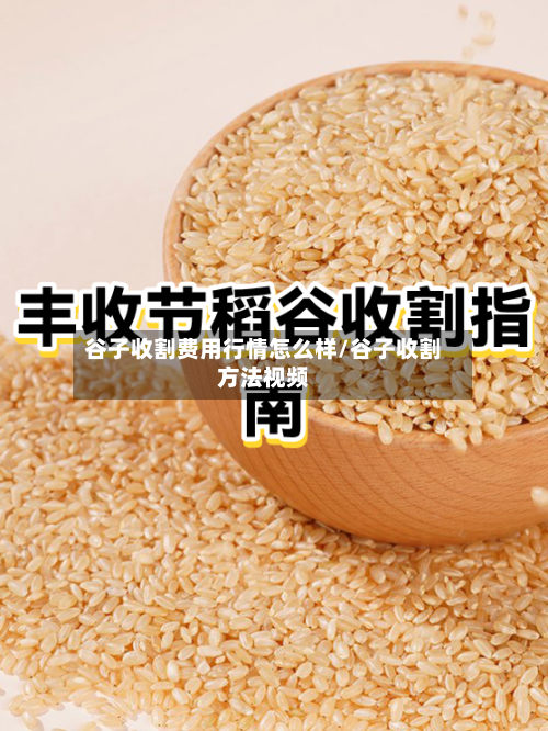 谷子收割费用行情怎么样/谷子收割方法视频