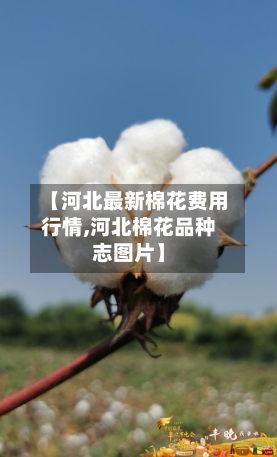 【河北最新棉花费用行情,河北棉花品种志图片】-第2张图片