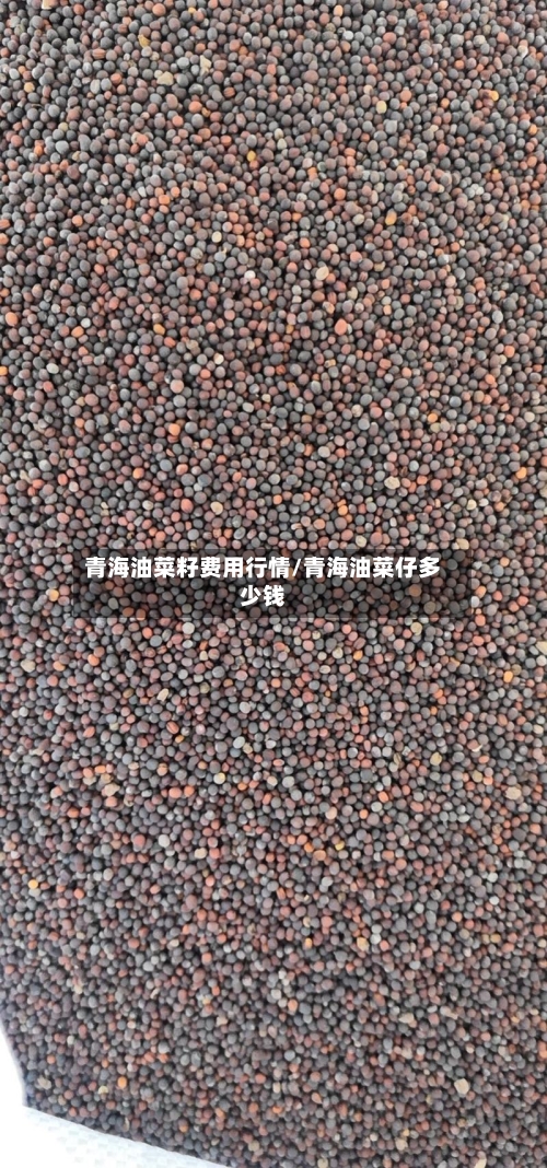 青海油菜籽费用行情/青海油菜仔多少钱