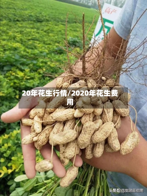 20年花生行情/2020年花生费用