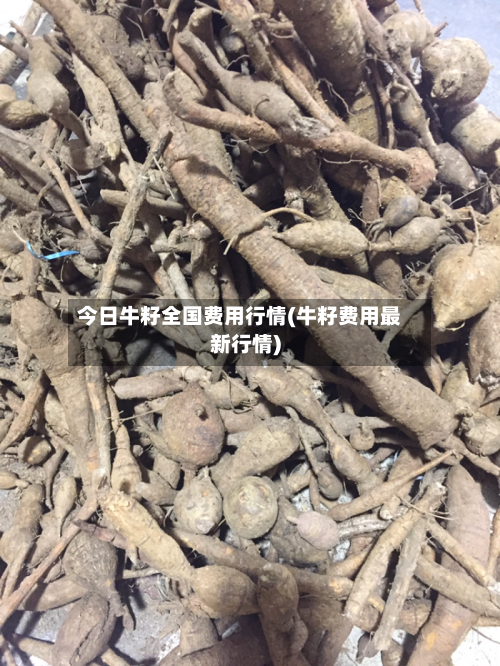 今日牛籽全国费用行情(牛籽费用最新行情)