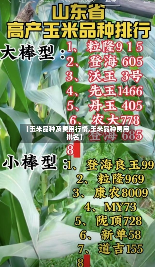 【玉米品种及费用行情,玉米品种费用排名】
