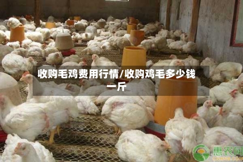 收购毛鸡费用行情/收购鸡毛多少钱一斤