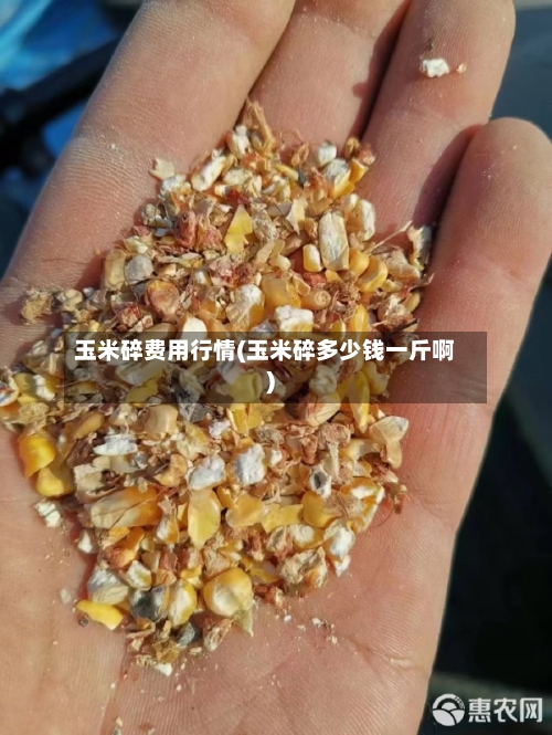 玉米碎费用行情(玉米碎多少钱一斤啊)