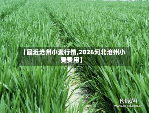 【最近沧州小麦行情,2026河北沧州小麦费用】-第2张图片