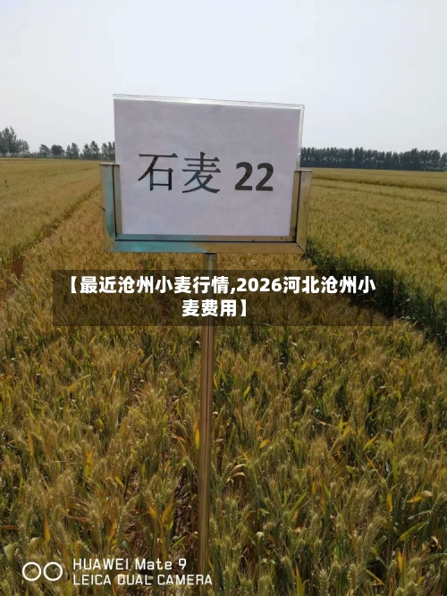 【最近沧州小麦行情,2026河北沧州小麦费用】