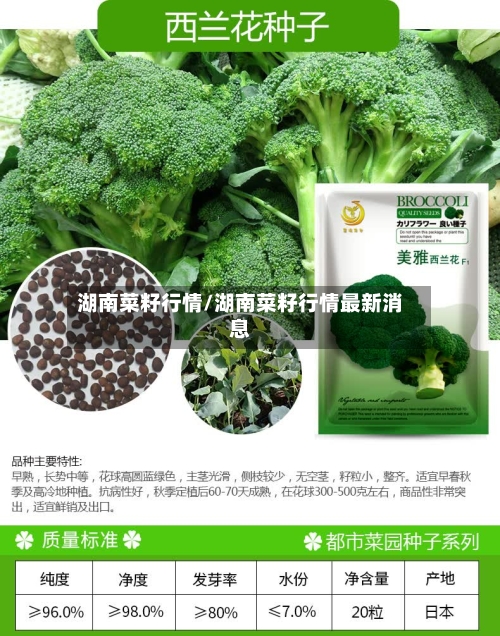 湖南菜籽行情/湖南菜籽行情最新消息-第2张图片