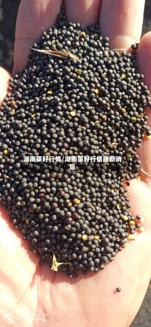 湖南菜籽行情/湖南菜籽行情最新消息-第3张图片