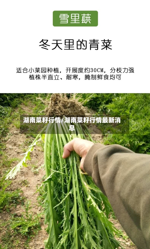 湖南菜籽行情/湖南菜籽行情最新消息