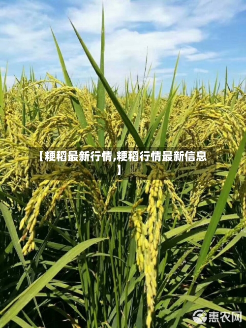 【粳稻最新行情,粳稻行情最新信息】