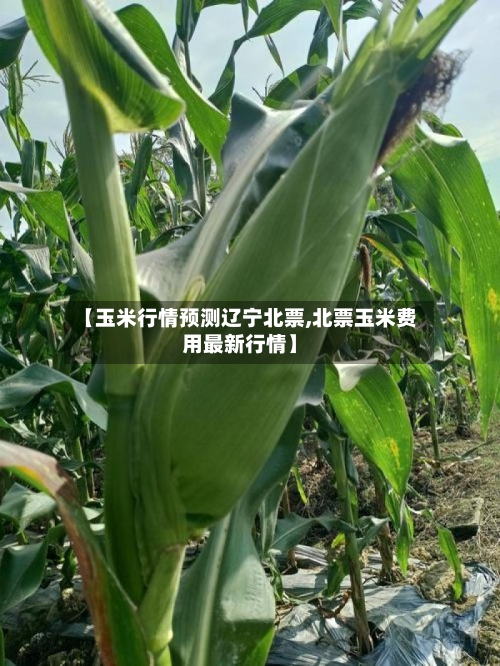 【玉米行情预测辽宁北票,北票玉米费用最新行情】