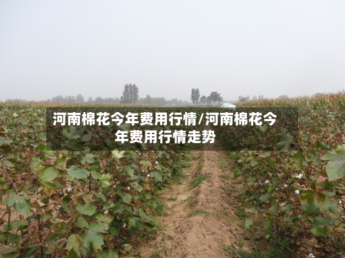 河南棉花今年费用行情/河南棉花今年费用行情走势