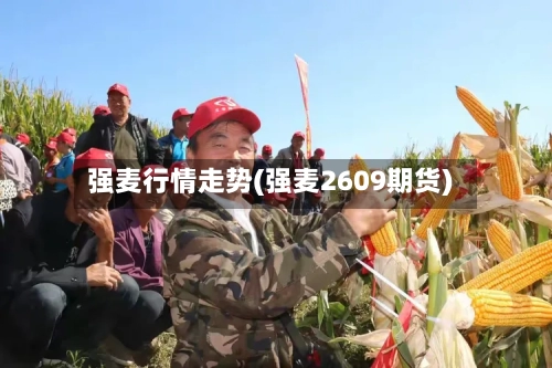 强麦行情走势(强麦2609期货)