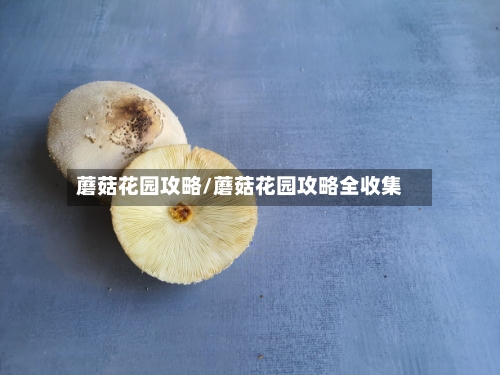 蘑菇花园攻略/蘑菇花园攻略全收集-第2张图片