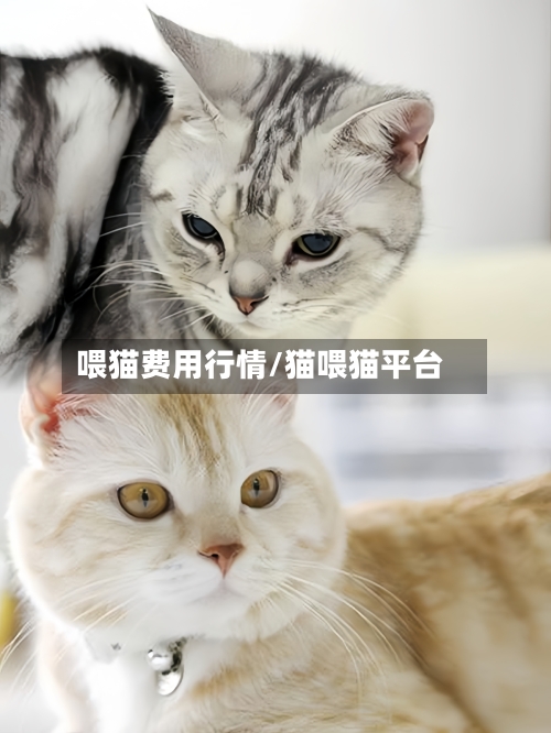 喂猫费用行情/猫喂猫平台-第3张图片