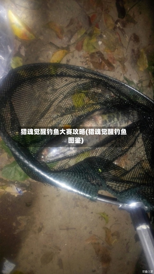 猎魂觉醒钓鱼大赛攻略(猎魂觉醒钓鱼图鉴)