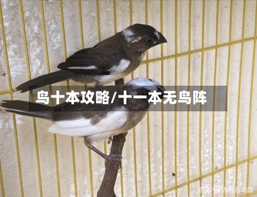 鸟十本攻略/十一本无鸟阵
