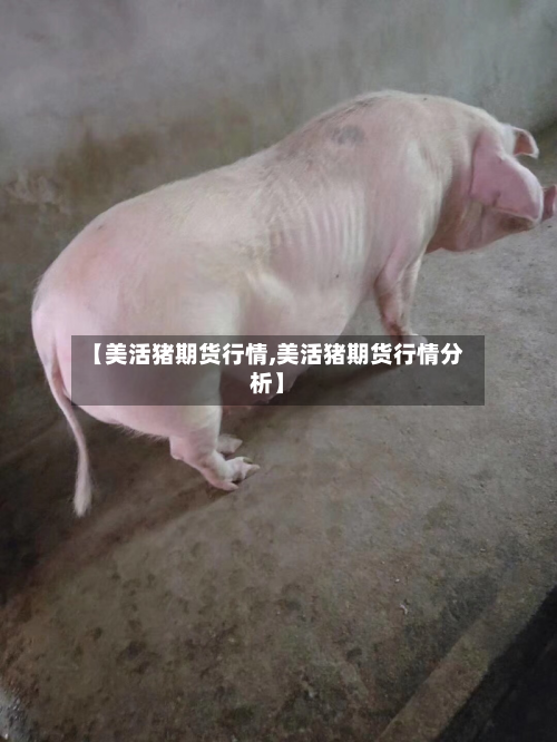 【美活猪期货行情,美活猪期货行情分析】