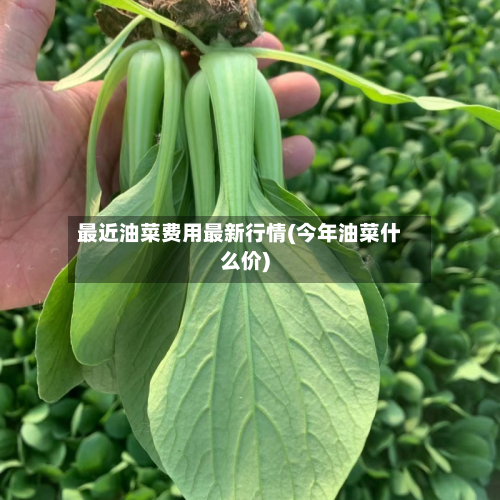最近油菜费用最新行情(今年油菜什么价)-第2张图片
