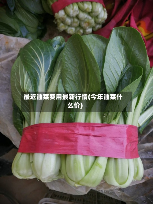 最近油菜费用最新行情(今年油菜什么价)