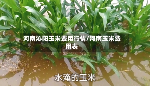 河南沁阳玉米费用行情/河南玉米费用表